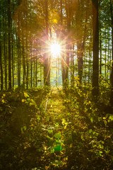 Fototapeta na wymiar Sunrise in autumn forest