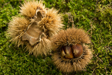 Chestnuts on moss in the woods