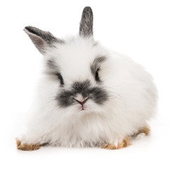 Obraz premium White rabbit