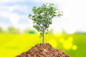 Plant of tree saving the world