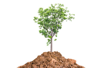 Fototapeta na wymiar Plant of tree saving the world