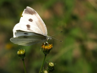 white butterfly on the yellow bud