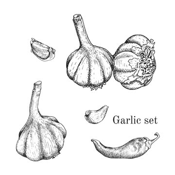 Garlic ink sketches set