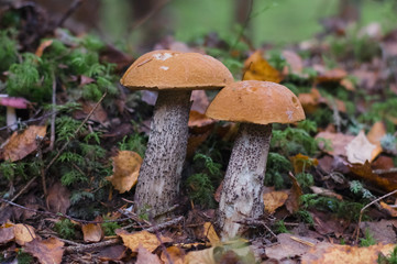 Two orange-cup boletus (Leccinum Aurantiacum) in autumn forest