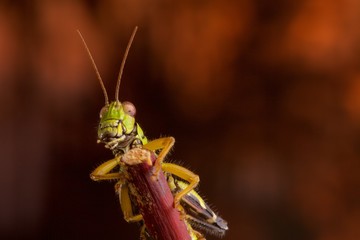 Cavalletta americana su ramo di Photinia con apparato boccale in evidenza