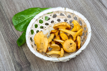 Chanterelle
