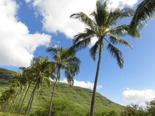Fototapeta na wymiar Hawaii mountain and palm tree