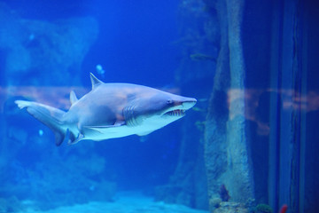 Fototapeta premium shark in the pool underwater photo