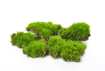 Green moss isolated on white bakground