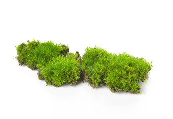 Green moss isolated on white bakground