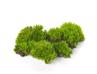 Green moss isolated on white bakground