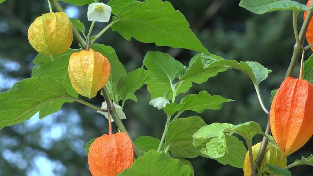 ground cherry in the nature