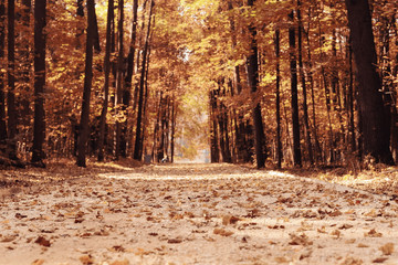 background autumn leaves in the park, nature