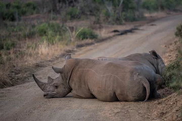 Crédence de cuisine en verre imprimé Rhinocéros rhinocéros blanc