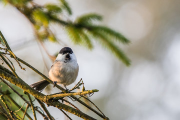 Black-capped Chickadee on a fall morning branch in front of a spruce tree branch.