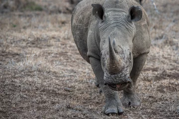 No drill light filtering roller blinds Rhino white rhino