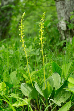 Common Twayblade Orchid in meadow - Listera ovata