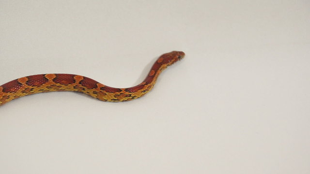 Corn Snake 