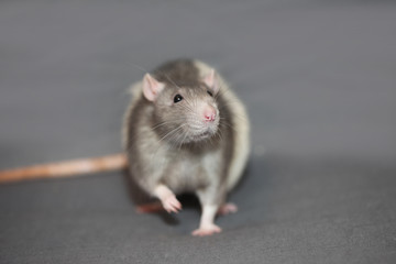 Portrait of domestic rat on a gray background