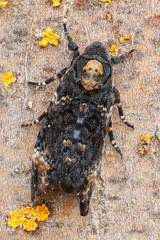 Acherontia atropos. Esfinge de la muerte, Esfinge de la calavera, al atardecer.
