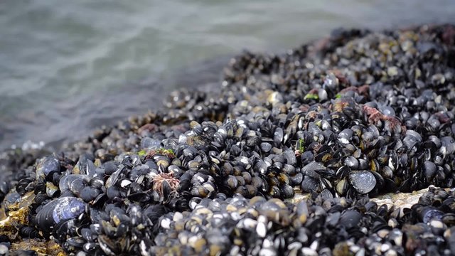 Scogli con molluschi e mare