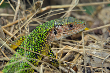 Lizard