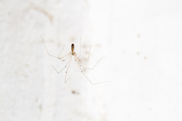 Pholcus phalangioides. Araña de patas largas.
