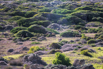 ostrich herd