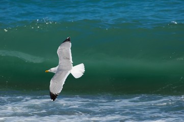 Seagull