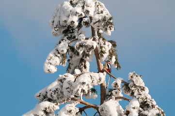 Great spotted woodpecker on a snowy pine tree