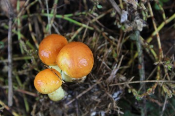 Edible mushrooms