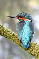 kingfisher