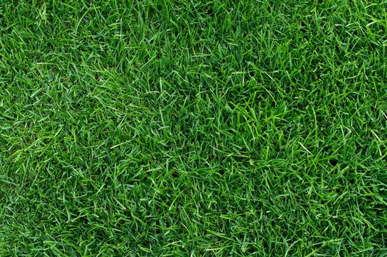 Stadium grass