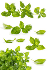 .Collection leaves of basil