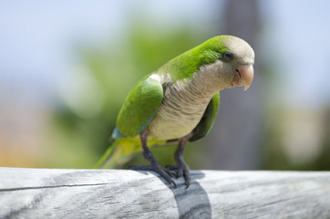 Grün vor Grün - Papagai auf Fuerteventura