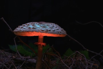 unusual mushroom fly agaric magic