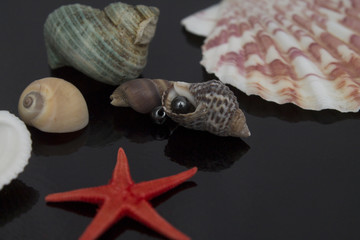 морские ракушки на черном фоне, морская звезда, бусины, глянец, росскошь