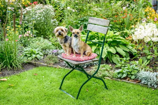 Yorkshire Terrier und Chihuahua in Pose - Sitzend auf dem Gartenstuhl Stock  Photo | Adobe Stock