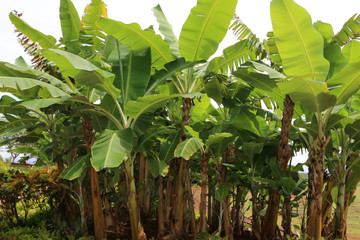 Banana　tree