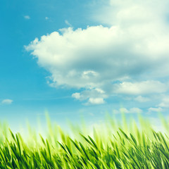 Fototapeta na wymiar Summer rural abstract landscape with green grass under blue skies