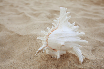 Fototapeta na wymiar Tropical conch on a sandy beach