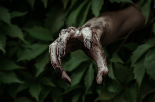 Horror and Halloween theme: terrible dirty hand with black fingernails zombie crawls out of green leaves, walking dead apocalypse
