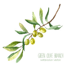 Watercolor olive branch background.