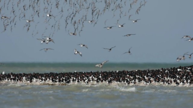 Huitriers-pies et b&eacute;casseaux repouss&eacute;s par la mar&eacute;e montante en baie de Somme, Picardie, France
