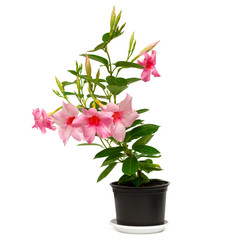 Rose dipladenia flowers