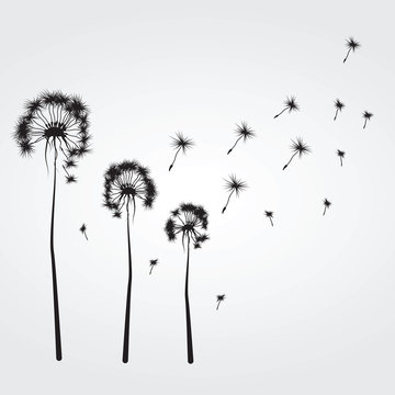 Background with the dandelions