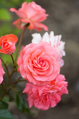 blossoming bush with pink roses close up
