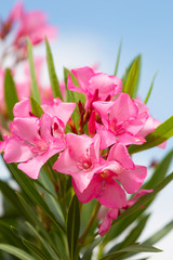 blossoming oleander bush with pink flowers against the sky