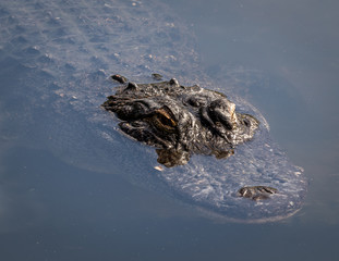 Alligator in water head shot.