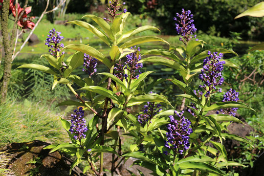 Blue Ginger